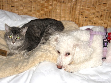 A white and grey cat are lying side by side, and both are looking at you.